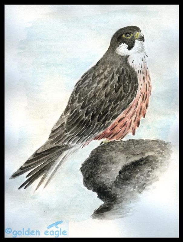 Acquerelli - Golden eagle